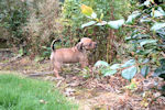 Amber dog exploring the garden