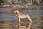 Amber dog love the beach