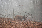 Dog in the fog