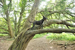 Tree climbing dog