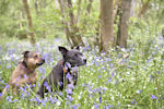 Among the bluebells