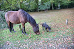 New Forest Pony